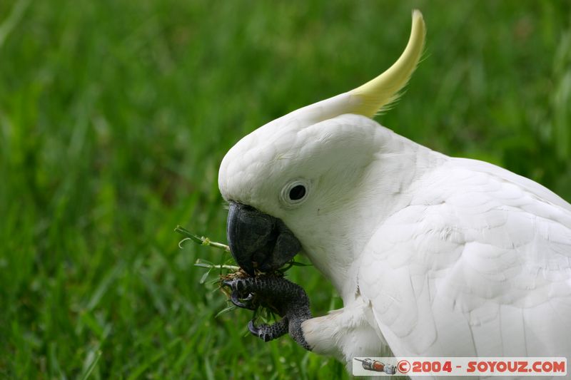 Sydney - Sulphur-crested Cockatoo (Cacatua galerita)
Mots-clés: animals animals Australia oiseau cockatoo