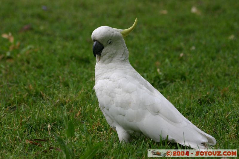 Sydney - Sulphur-crested Cockatoo (Cacatua galerita)
Mots-clés: animals animals Australia oiseau cockatoo