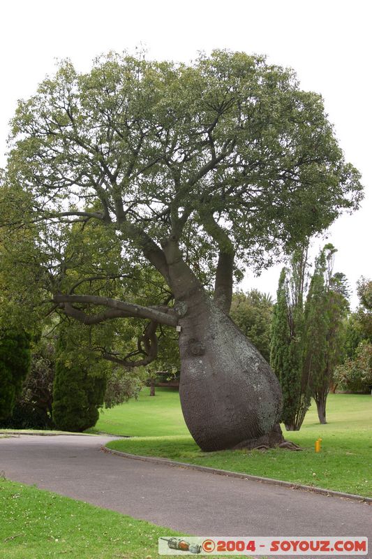Sydney - Royal Botanical Garden
Mots-clés: Arbres