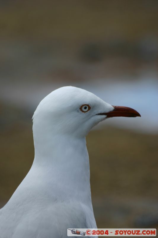 Bondi beach - Seagull
Mots-clés: animals oiseau