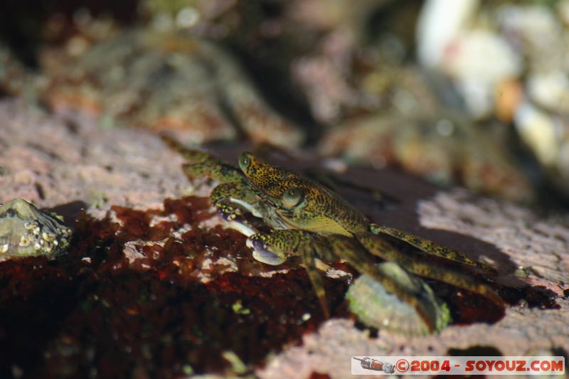 Bondi beach - Crab
Mots-clés: animals crabe