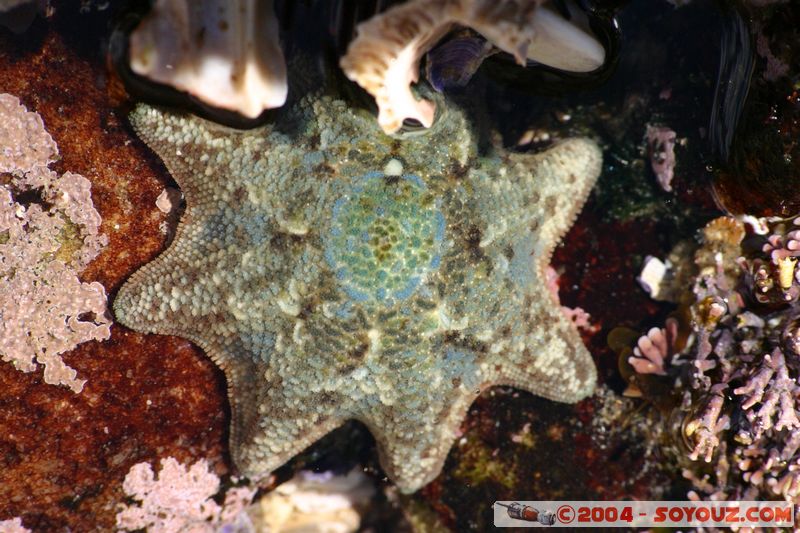 Bondi beach - starfish
Mots-clés: animals Etoile de mer