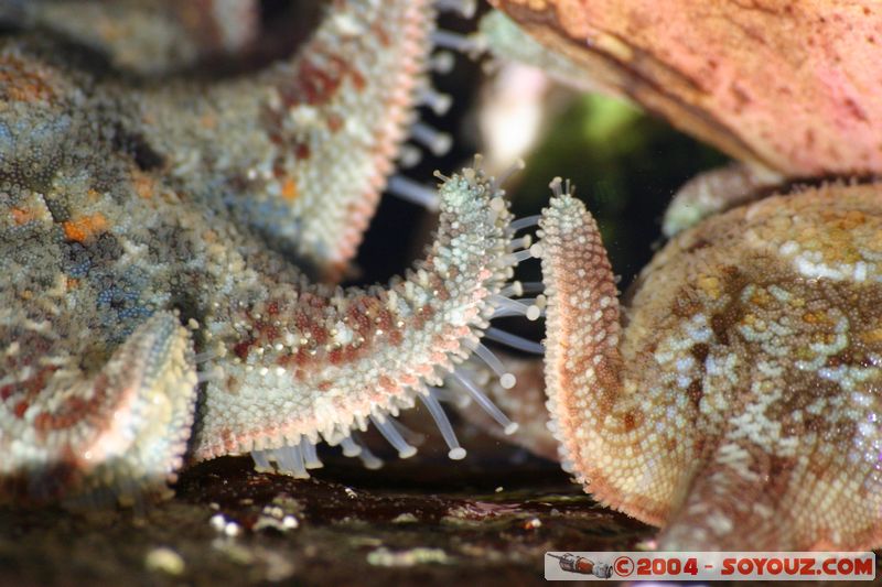 Bondi beach - connecting starfish
