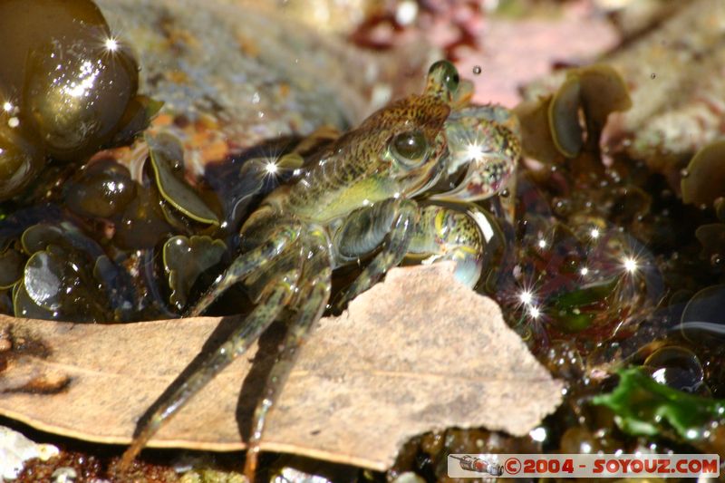 Bondi beach - Crab
Mots-clés: animals crabe