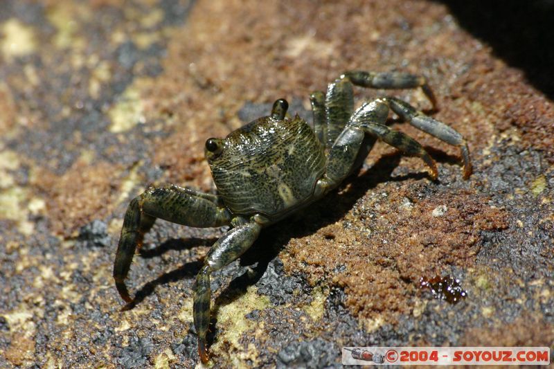 Bondi beach - Crab
Mots-clés: animals crabe
