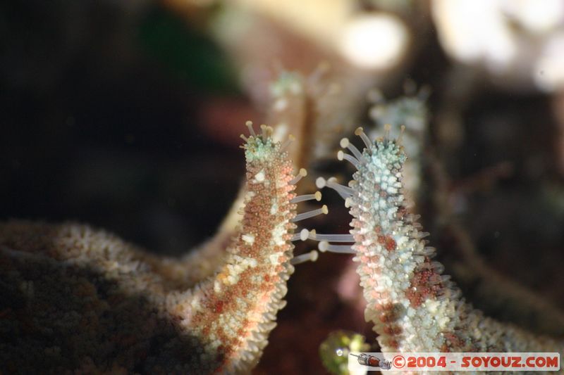 Bondi beach - connecting starfish
Mots-clés: animals Etoile de mer