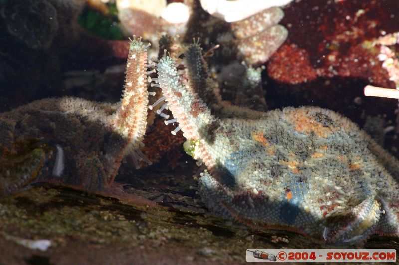Bondi beach - connecting starfish
Mots-clés: animals Etoile de mer