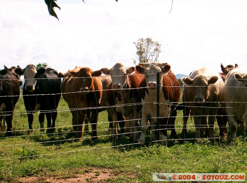 Gunnedah - countryside
Mots-clés: animals vaches