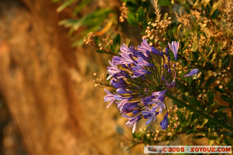 Blue Mountains - Echo Point at sunset
Mots-clés: sunset fleur