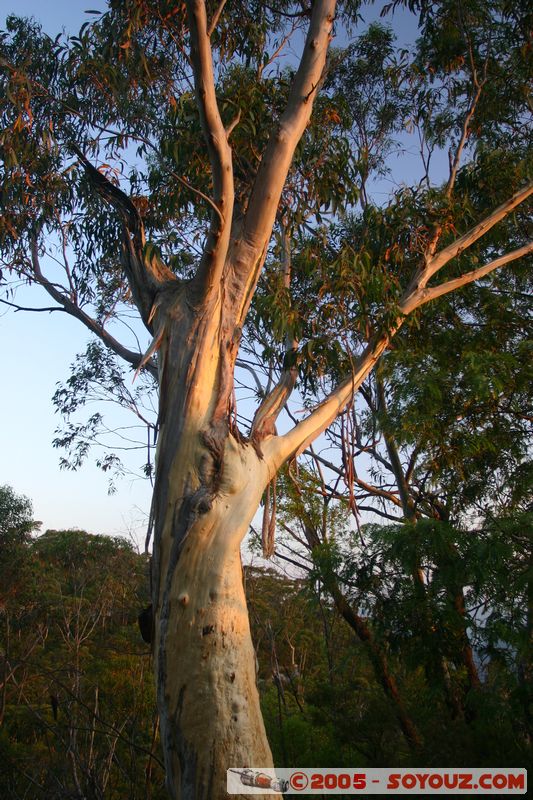 Blue Mountains - Echo Point at sunset
Mots-clés: sunset