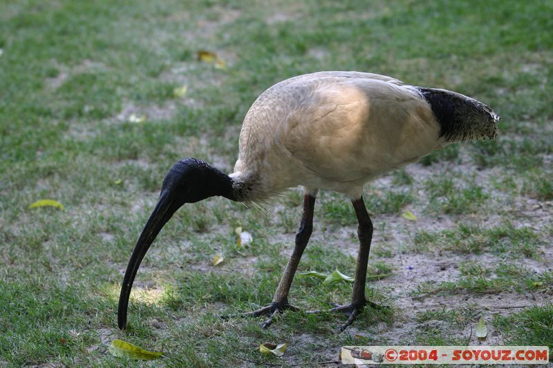 Brisbane - Australian White Ibis
Mots-clés: animals oiseau Australian White Ibis animals Australia