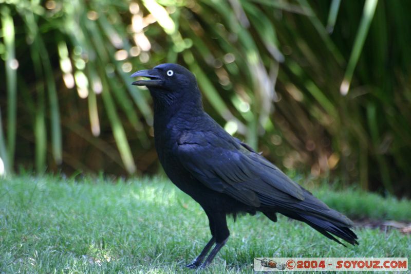 Brisbane - Australian Crow
Mots-clés: animals oiseau animals Australia