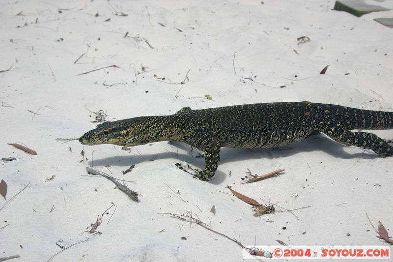 Fraser Island - Lace monitors (lizard)
Mots-clés: animals animals Australia lezard