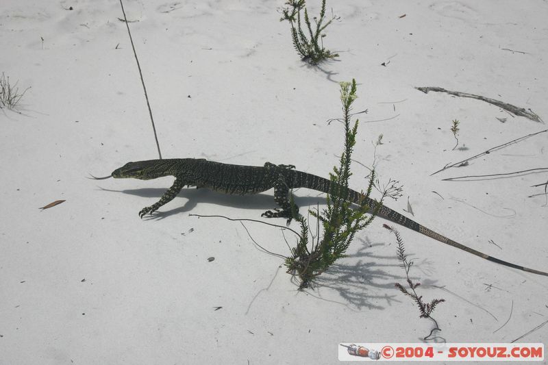 Fraser Island - Lace monitors (lizard)
Mots-clés: animals animals Australia lezard