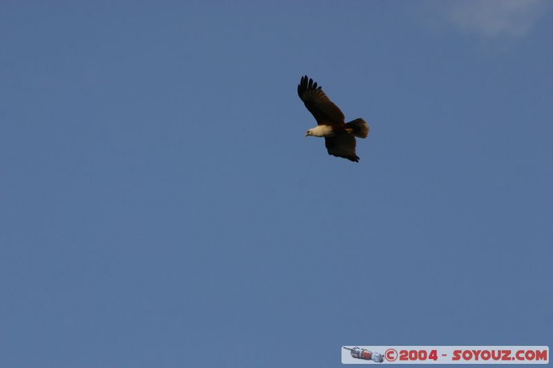 Whitsundays - Eagle
Mots-clés: animals oiseau Aigle