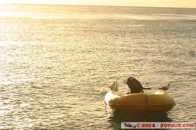 Whitsundays - sunset - Australian Seagull
Mots-clés: sunset bateau oiseau animals Mouette