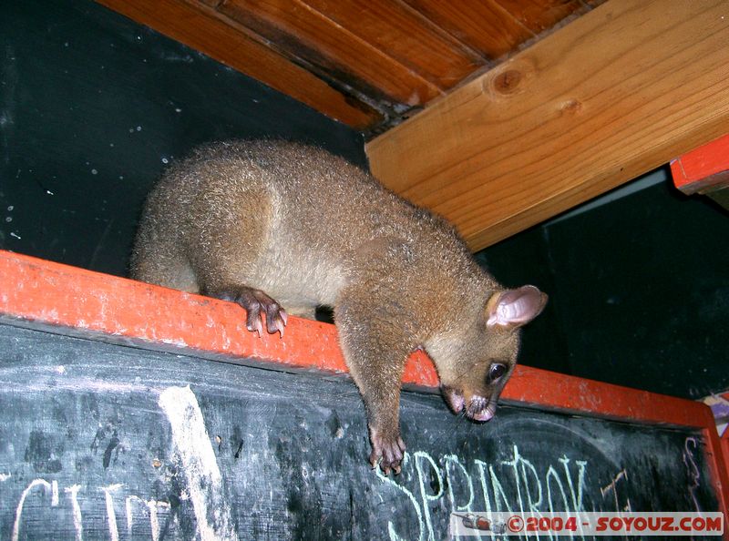Airlie Beach - Possum
Mots-clés: animals animals Australia Possum