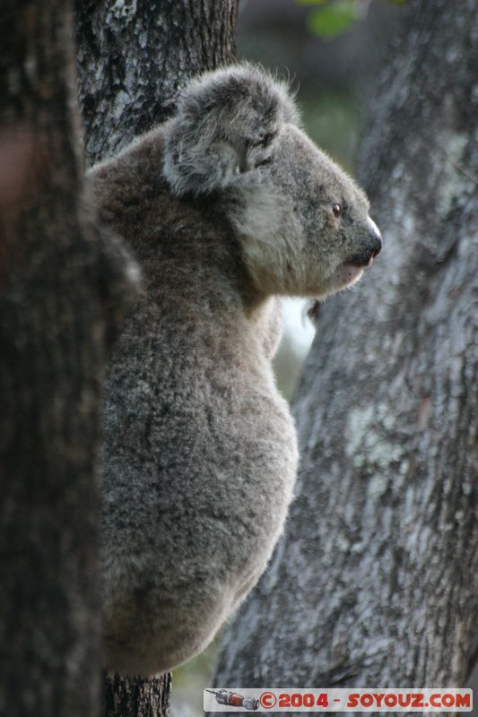 Magnetic Island - Koala
Mots-clés: animals koala animals Australia