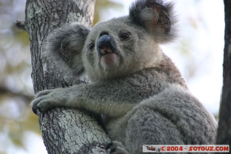 Magnetic Island - Koala
Mots-clés: animals koala animals Australia