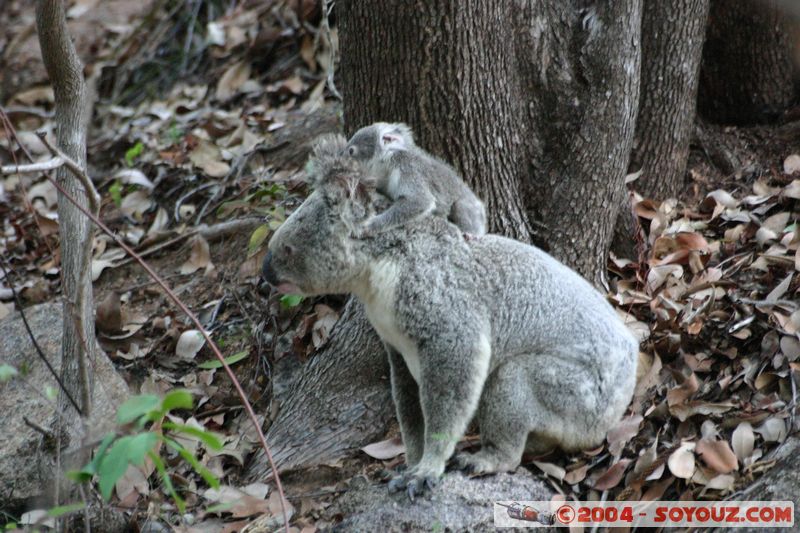 Magnetic Island - Koala
Mots-clés: animals koala animals Australia