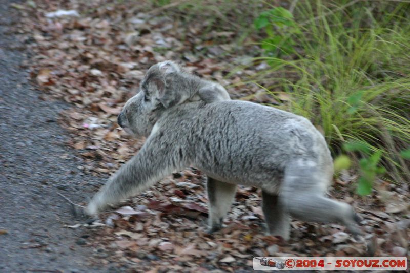 Magnetic Island - Koala
Mots-clés: animals koala animals Australia