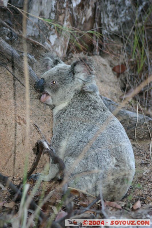 Magnetic Island - Koala
Mots-clés: animals koala animals Australia