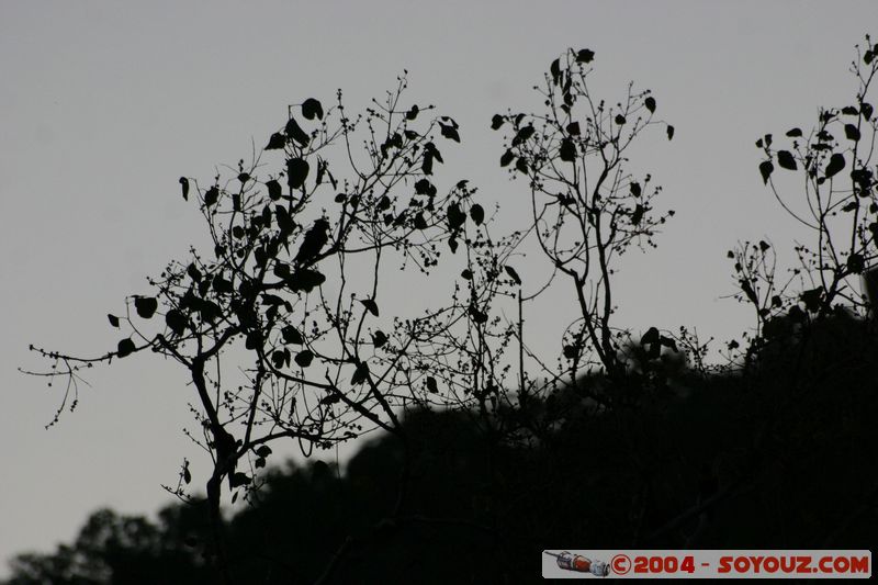 Magnetic Island - Bats
Mots-clés: animals chauve-souris