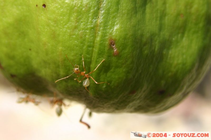 Magnetic Island - Ants
Mots-clés: animals Insecte Fourmis animals Australia