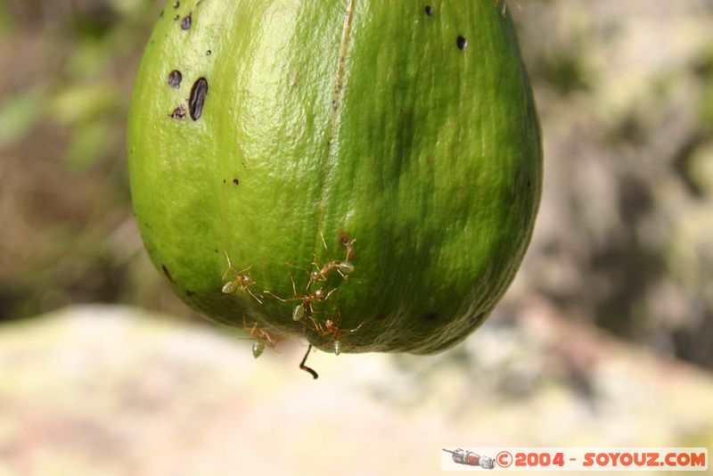 Magnetic Island - Ants
Mots-clés: animals Insecte Fourmis animals Australia