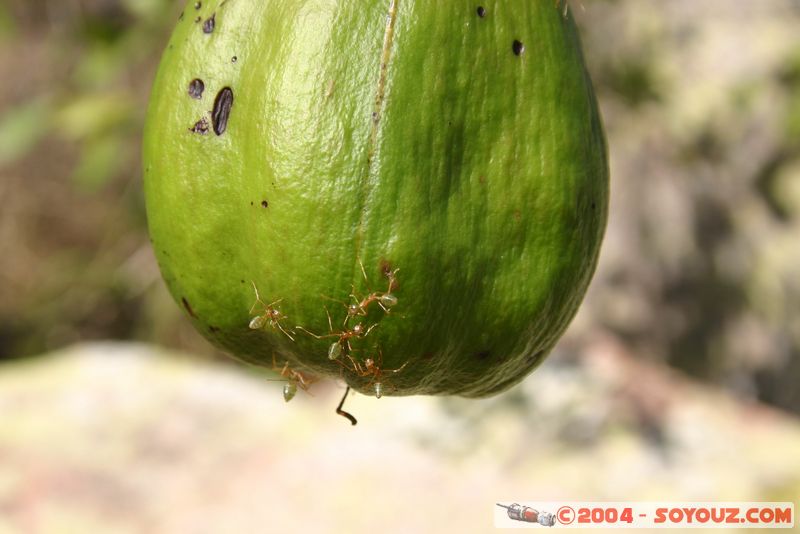 Magnetic Island - Ants
Mots-clés: animals Insecte Fourmis animals Australia