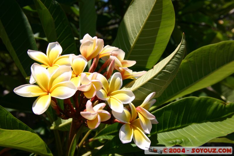 Magnetic Island - Flowers
Mots-clés: fleur