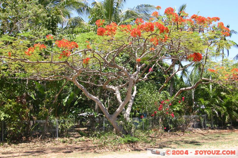 Magnetic Island - Flowers
Mots-clés: fleur