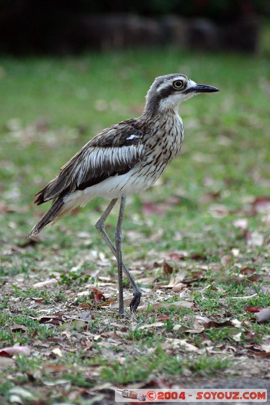 Magnetic Island - Bush Stone Curlew
Mots-clés: animals animals Australia oiseau Bush Stone Curlew