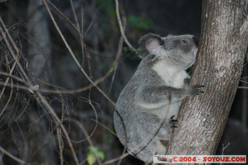 Magnetic Island - Koala
Mots-clés: animals animals Australia koala