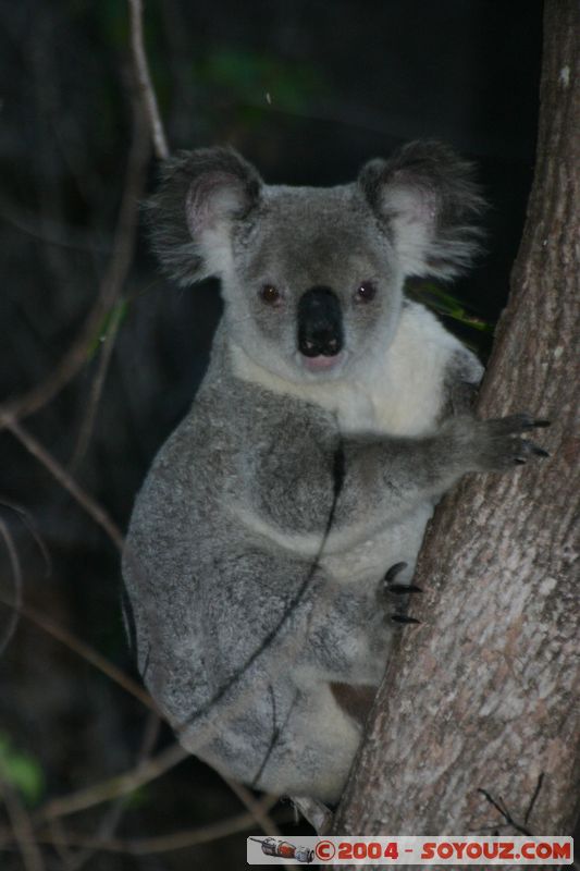 Magnetic Island - Koala
Mots-clés: animals animals Australia koala