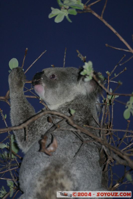 Magnetic Island - Koala
Mots-clés: animals animals Australia koala