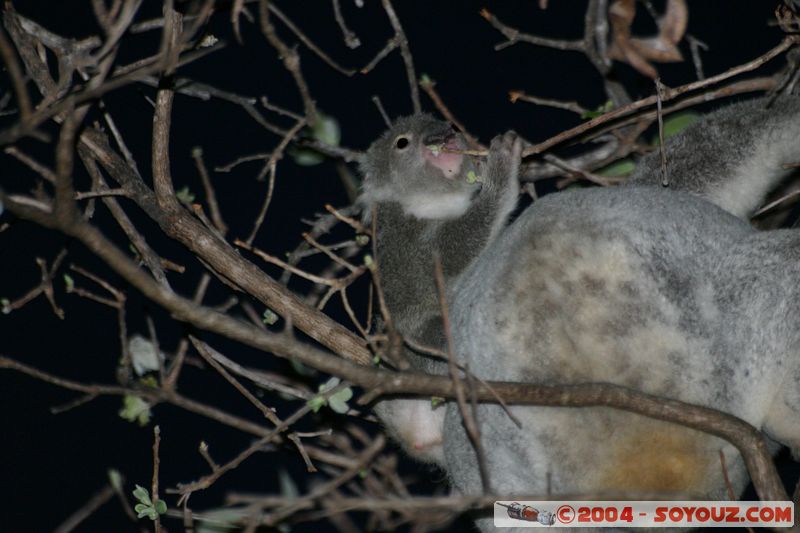 Magnetic Island - Koala
Mots-clés: animals animals Australia koala