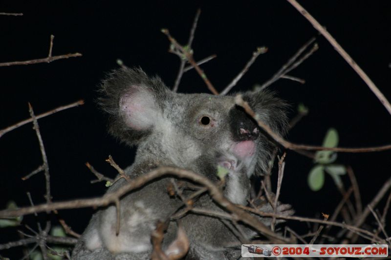 Magnetic Island - Koala
Mots-clés: animals animals Australia koala