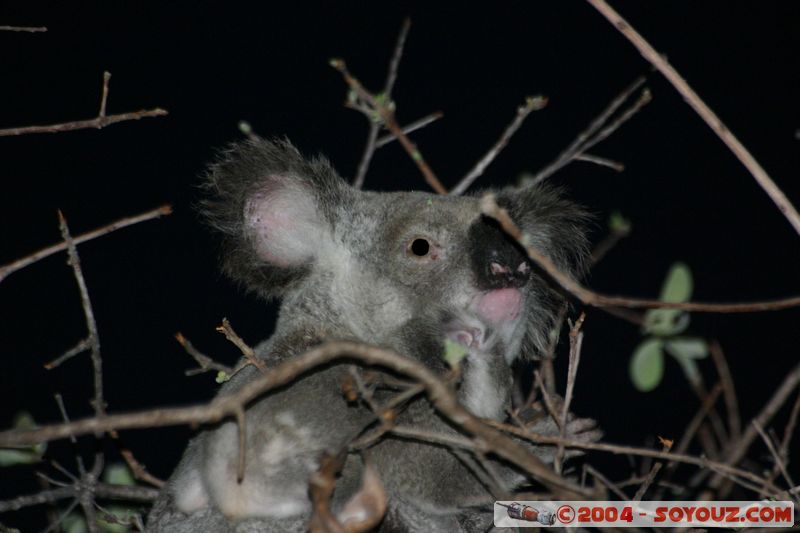 Magnetic Island - Koala
Mots-clés: animals animals Australia koala