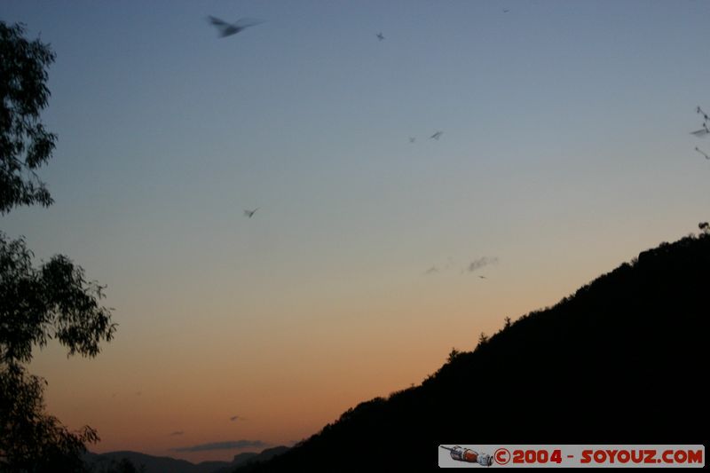 Magnetic Island - Bats
Mots-clés: sunset animals chauve-souris