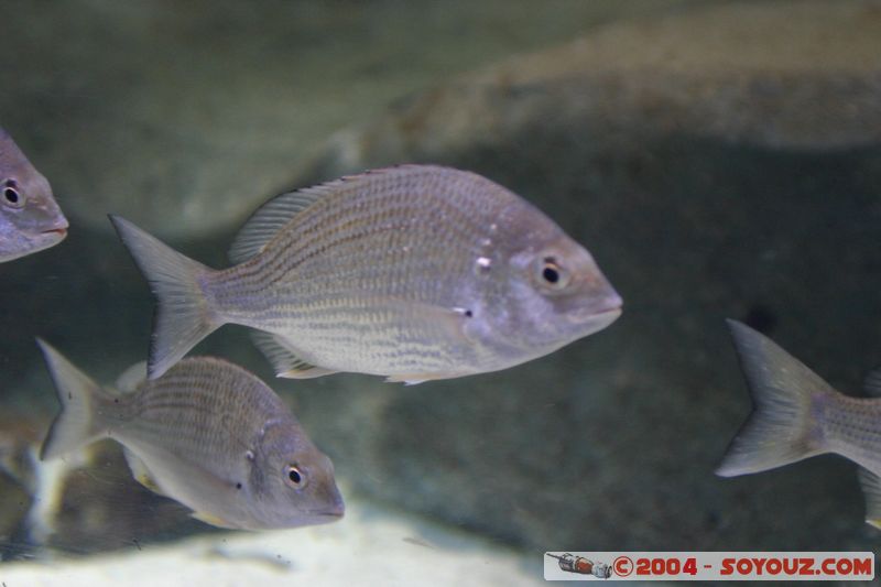 Townsville - Fish
Mots-clés: animals Poisson