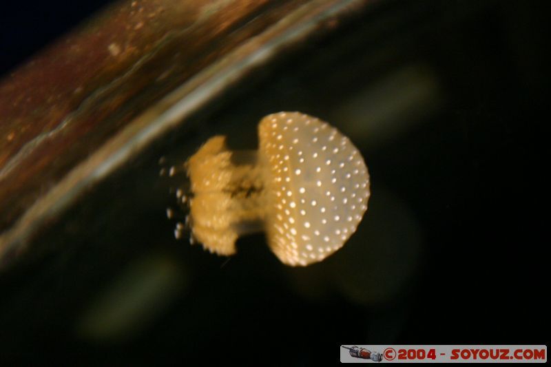 Townsville - Jellyfish
Mots-clés: meduse