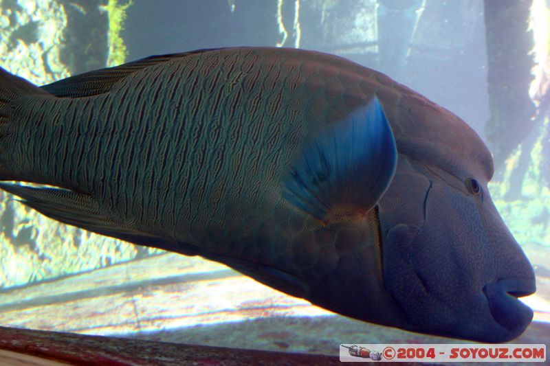 Townsville - Napoleon fish
Mots-clés: animals Poisson