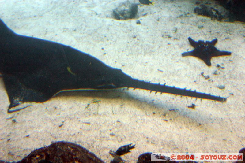 Townsville - sawshark
