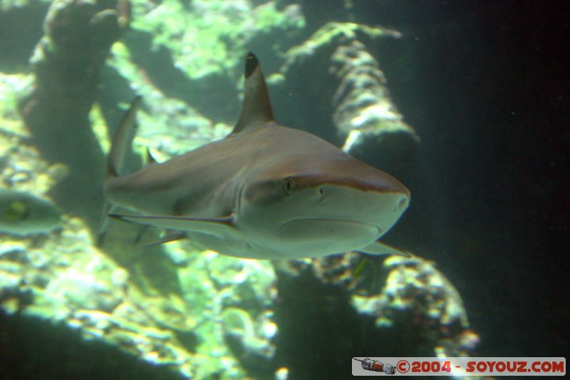 Townsville - Shark
Mots-clés: animals Poisson Requin