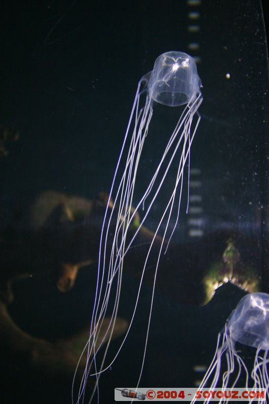 Townsville - Jellyfish
Mots-clés: meduse