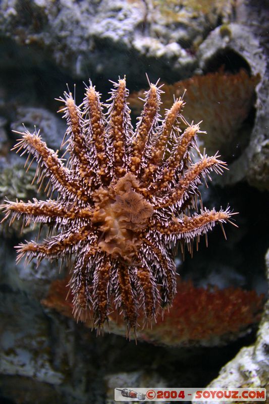 Townsville - Sunflower Starfish
Mots-clés: Etoile de mer