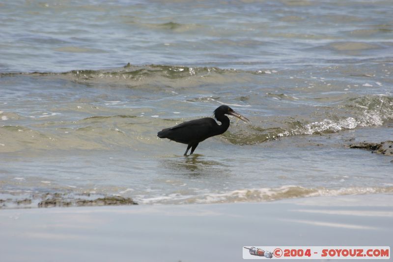 Cap Tribulation - Black Stork
Mots-clés: animals animals Australia oiseau patrimoine unesco