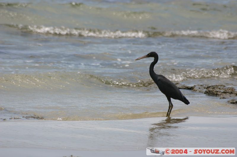 Cap Tribulation - Black Stork
Mots-clés: animals animals Australia oiseau patrimoine unesco