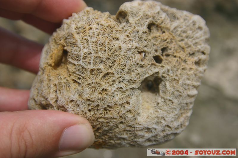 Cap Tribulation - coral fossil
Mots-clés: patrimoine unesco